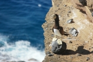 Mùa chim làm tổ trên hòn đảo hình chiếc hài ở Bình Thuận