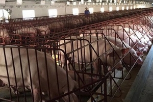 'Vỡ trận' giải cứu lợn