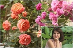 Trăm gốc hồng rực rỡ tỏa ngát hương thơm trong khu vườn nhỏ ở Tây Hồ, Hà Nội