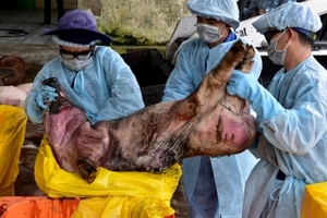 'Không phát hiện chất cấm Salbutamol trong thịt kiểm nghiệm'