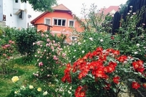 Ngắm khu vườn ngập nắng và hương thơm hoa hồng rộng 250m2