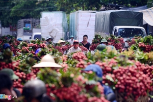 Giá vải thiều cao nhất 60 năm ở Bắc Giang