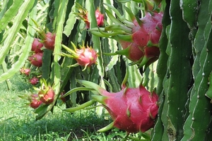 Thanh long Việt Nam rớt giá