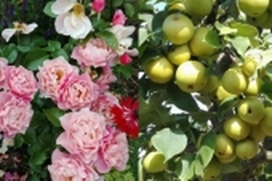Mê mẩn vườn hoa thơm, rau sạch của mẹ Việt ở Đức