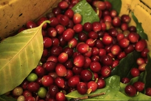 Colombia trì hoãn thu hoạch, cà phê nguy cơ thiếu nguồn cung