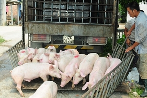 Chớ vội tăng đàn ngay khi giá lợn tăng trở lại