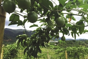 Vì sao giá chanh leo 'lao dốc'?