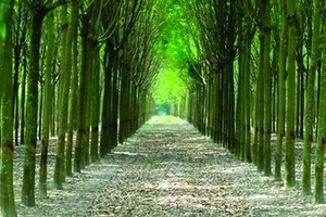 Thiếu hụt khoảng 700.000 tấn cao su thiên nhiên trên toàn cầu