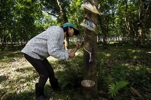 Giá cao su dự báo giảm trong 5 năm tới