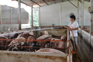 Giá heo giảm, Masan là doanh nghiệp bị ảnh hưởng lớn nhất trong nửa đầu năm