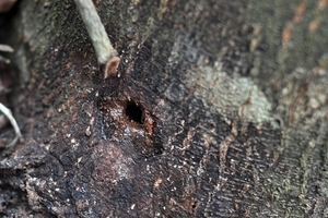 Hàng trăm cây gỗ ở rừng phòng hộ bị khoan gốc, đổ thuốc độc