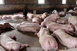 Giá heo hơi hôm nay (19/7) giữ vững mốc 45.000 đồng/kg