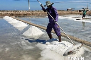 Giá muối ở Ninh Thuận tăng mạnh