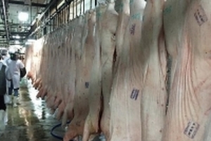 Giá heo hơi hôm nay (21/7) giảm tiếp về dưới 40.000 đồng/kg