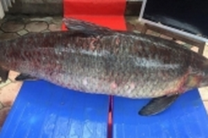 Cá trắm đen hồ Thác Bà nặng hơn nửa tạ 'bơi' về Hà Nội phục vụ thực khách