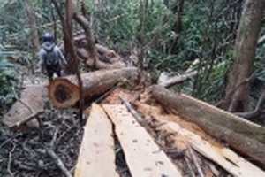 Rừng bị 'xẻ thịt' ở Đắk Lắk: Lâm tặc hoạt động như chốn không người