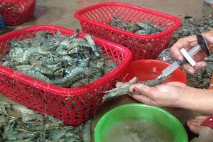 Đưa tạp chất vào thủy sản: Mức phạt tăng 10 lần