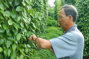 Tiêu rớt giá, nhà vườn và doanh nghiệp gặp khó