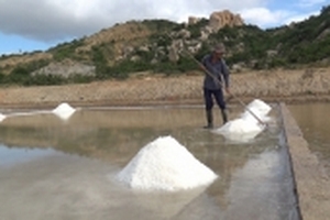 Ninh Thuận: Giá muối tăng mạnh nhưng diêm dân vẫn buồn