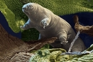 Bí quyết sinh tồn không cần nước của loài vật bất tử