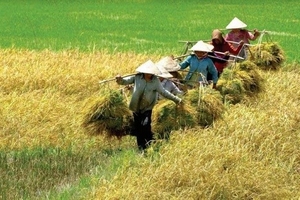 Quản lý nhà nước về kinh doanh xuất khẩu gạo: Hai mục đích nên tập trung nhắm tới