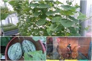 Mẹ đảm ở Hải Phòng trồng rau quả tươi tốt, nuôi đầy gà sạch trên sân thượng