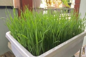 Lạ Hà thành: Trồng lúa xó nhà ép 'sữa' uống hàng ngày