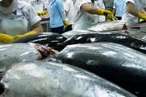 Xuất khẩu cá ngừ sang các thị trường chính tiếp tục tăng