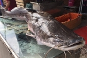 Cá lăng 'khủng' nặng hơn 1 tạ 'bơi' từ Campuchia về nhà hàng Hà Nội