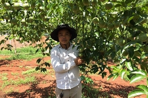 Chanh dây Tây Nguyên rớt giá mạnh