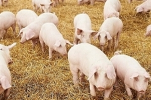 Giá heo hơi hôm nay (2/8): Miền Nam ổn định, miền Bắc giảm nhẹ