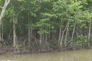 Nguyên Phó giám đốc Sở Nông nghiệp Bến Tre bị truy tố