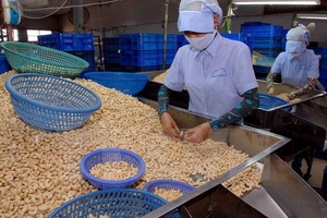 Về Việt Nam, hạt điều phải 'lượn' 3 lần đường mới đến được doanh nghiệp