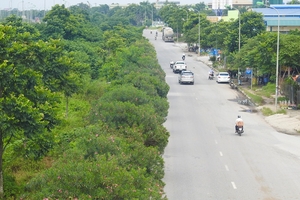 'Cây tử thần' trên Đại lộ Thăng Long bao giờ mới được cắt tỉa?