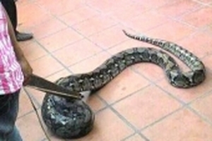 Hốt hoảng phát hiện con trăn dài hơn 2m treo lủng lẳng trước nhà