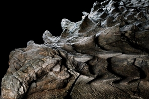 Hóa thạch khủng long nguyên vẹn nhất, còn lưu cả màu sắc da