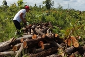 Đắk Lắk: Rừng bị phá tan hoang, chính quyền không hề biết?