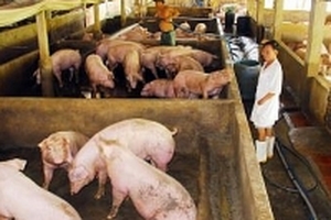 Giá heo hơi hôm nay (7/8) giảm nhẹ do lái buôn ép giá