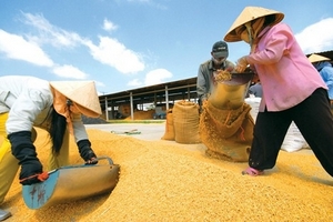 Trung Quốc tăng thuế nhập khẩu gạo nếp