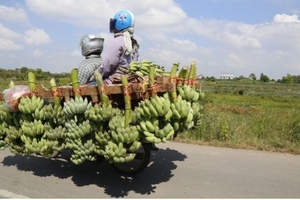 HAGL chuẩn bị xuất 100 tấn chuối thứ hai sang Trung Quốc