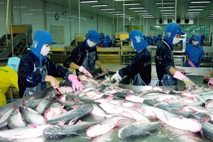 Xuất khẩu cá tra sang Mỹ giảm, buộc các doanh nghiệp chuyển hướng sang thị trường mới