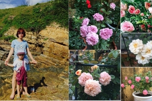 Ban công rực rỡ hoa hồng ai ngắm cũng 'phải lòng' của bà mẹ trẻ ở Hưng Yên