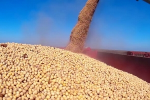 Nhập khẩu ồ ạt, Trung Quốc lại đang quá dư thừa đậu tương