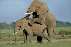 Tại Việt Nam còn bao nhiêu cá thể voi hoang dã?