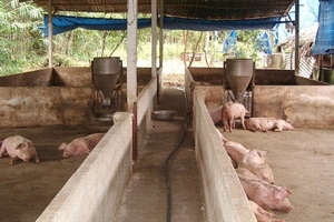 Thị trường heo hơi hôm nay (11/8): Đàn heo trong dân giảm nhiều