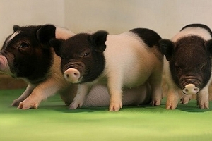 Loài người có thể cấy ghép nội tạng lợn vào cơ thể trong tương lai