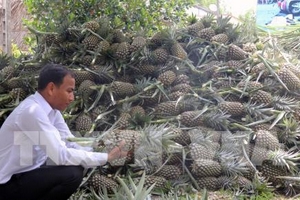 Giải bài toán 'được mùa mất giá' của dứa Gò Quao