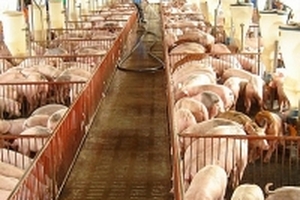 Giá heo hơi hôm nay (14/8) ổn định, thương lái gom hàng mạnh