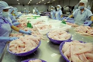 Xuất khẩu cá tra đang gặp khó