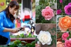 Mải mê ngắm vườn hoa hồng đẹp mê ly giữa lòng Hà Nội của bà mẹ đảm